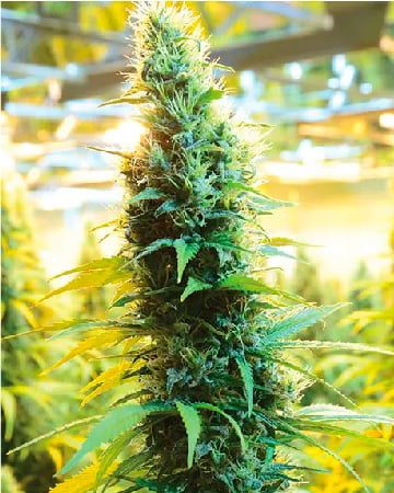 Purchase Blueberry Cheesecake Feminized Cannabis Seeds