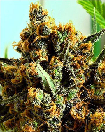 Purchase Ice Cream Feminized Cannabis Seeds