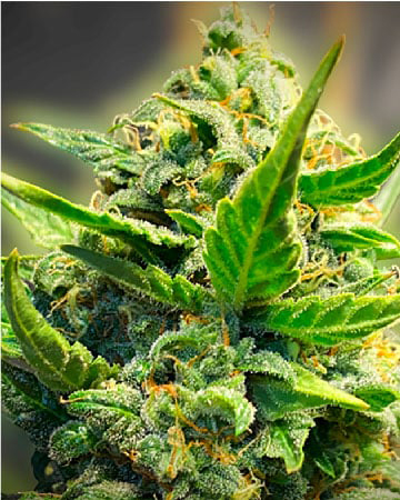 Purchase Kandy Kush Auto Flowering Feminized Cannabis Seeds