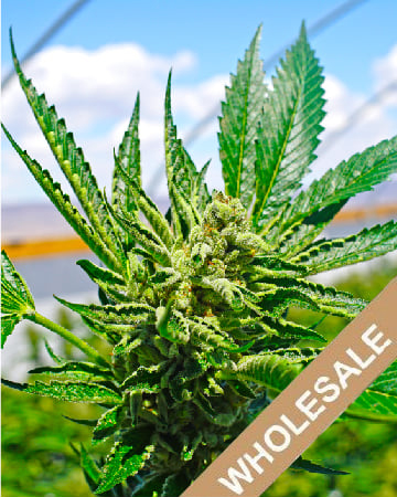 Purchase On Sale Wholesale Original Glue Feminized Cannabis Seeds