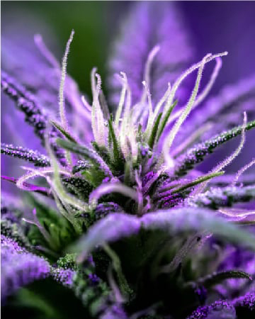 Purchase Santa Maria Feminized Cannabis Seeds