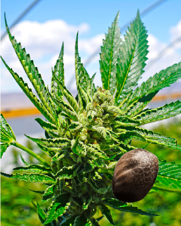 Purchase Wholesale Original Glue Feminized Cannabis Seeds