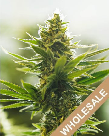 Purchase Wholesale Sage N Sour Auto Flowering Feminized Cannabis Seeds Today
