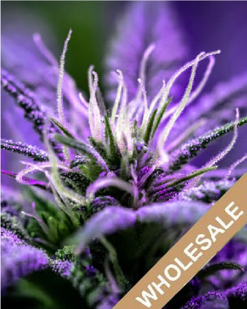Purchase Wholesale Santa Maria Feminized Cannabis Seeds