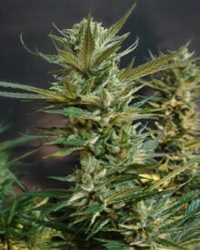 Get-Kandy-Kush-Autoflowering-Seeds-Bud