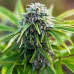 Tangerine Kush Auto