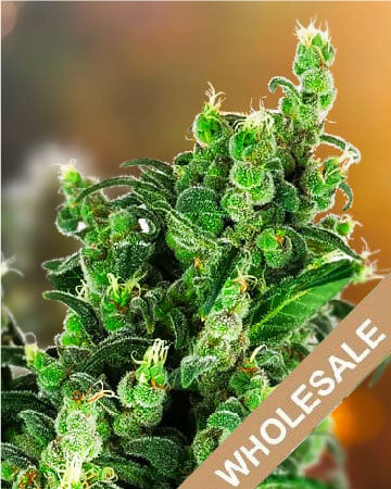 Shop Wholesale J1 Feminized Cannabis Seeds Today