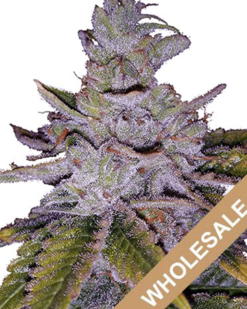 Try Nebula Auto Flowering Feminized Cannabis Wholesale Seeds