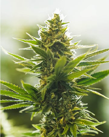 Try Our Sage N Sour Auto Flowering Feminized Cannabis Seeds