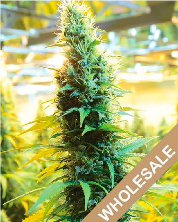 Try Wholesale Blueberry Cheesecake Feminized Cannabis Seeds Today