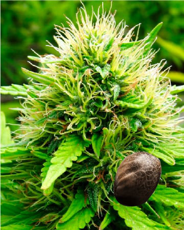 Wholesale DJ Short Blueberry Feminized Cannabis Seeds For Sale Today