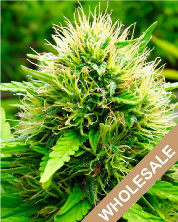 Wholesale DJ Short Blueberry Feminized Cannabis Seeds For Sale