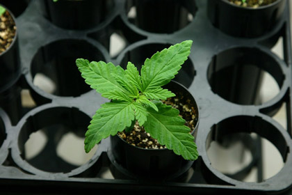 a beautiful marijuana plant in dothan