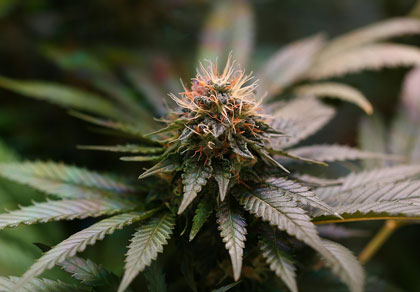 beautifully grown cannabis plant