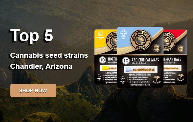 Top 5 Cannabis Seeds in Chandler in 2022