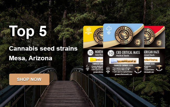 buy-top-cannabis-seeds-Mesa