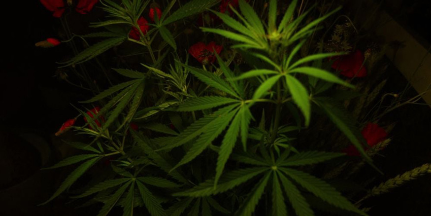 cannabis plants in the dark
