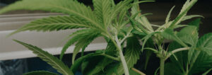 everything-female-vs-male-weed-plant-banner
