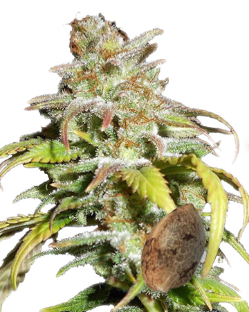 shop wholesale Dragon's Breath Auto-Flowering Feminized Cannabis Seeds