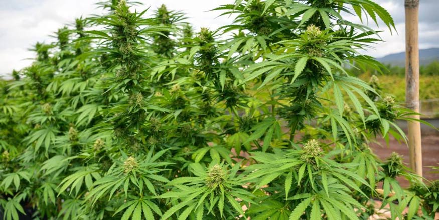 lots of marijuana plants growing in the field