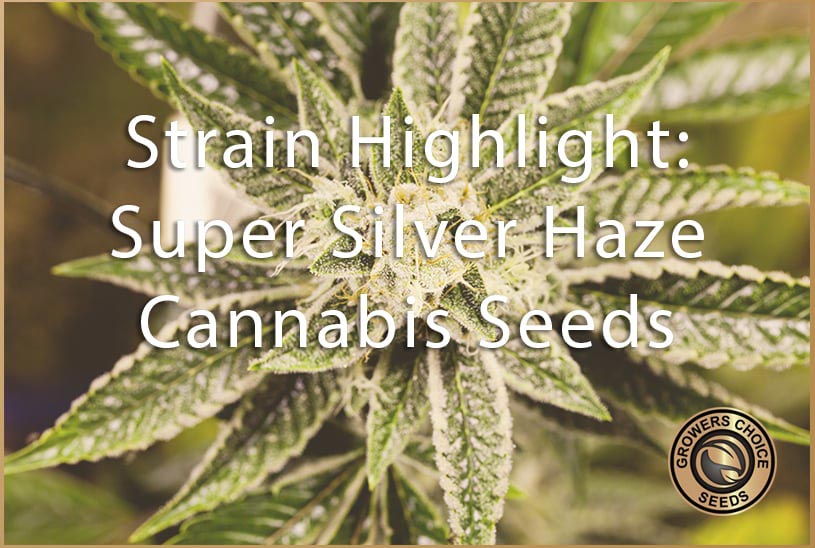 strain highlight super silver haze