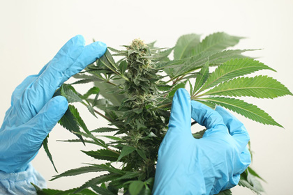 taking care of marijuana plant carefully