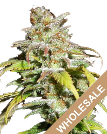 get wholesale Dragon's Breath Auto-Flowering Feminized Cannabis Seeds