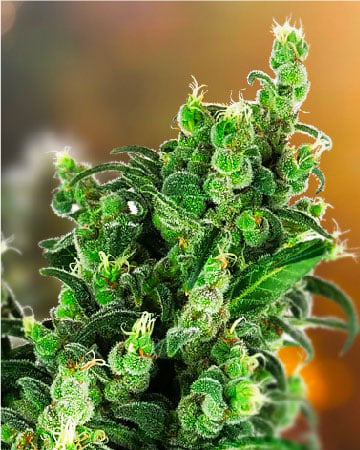 Tangerine-Kush-Auto-Flowering-Feminized-Cannabis-Seeds