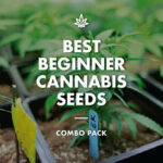 Shop from growers choice for best beginner combo pack of cannabis seeds