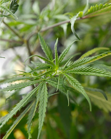 California Orange Auto Flowering Feminized Cannabis Seeds