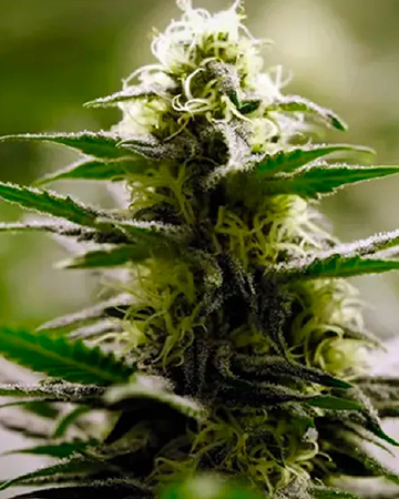 Exodus Cheese Auto Flowering Feminized Cannabis Seeds
