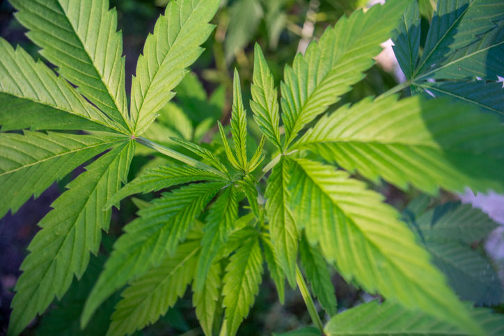 Close-up of cannabis plant and leaf in vegetative state
