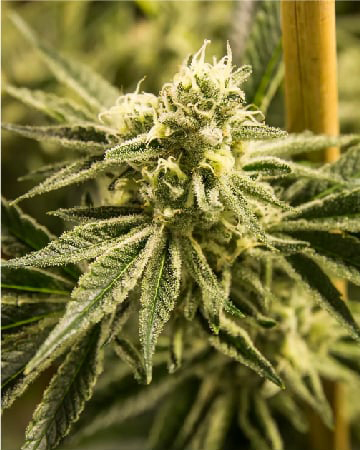 Hash-Plant-Auto-Flowering-Feminized-Cannabis-Seeds