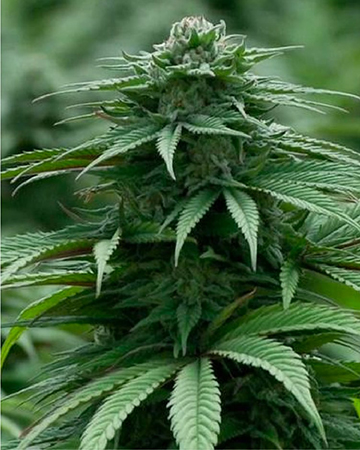 Jack Frost Feminized Cannabis Seeds Pack