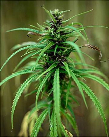 Maui Auto Flowering Feminized Cannabis Seeds