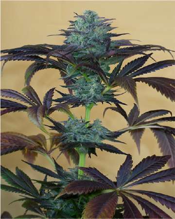 Purple Diesel Feminized Cannabis Seeds
