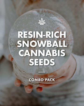 Best winter resin rich snowball cannabis seeds