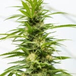 Bruce Banner #3 Auto