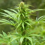 Maui Auto