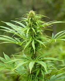 Shop-Premium-Maui-Autoflowering-Cannabis-Seeds