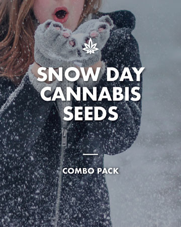 Buy snow day cannabis seeds combo pack today, prep for the winter holidays!
