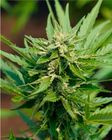 Strawberry Fields Feminized Cannabis Seeds