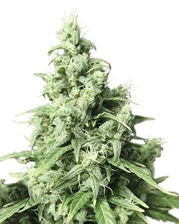 White Fire OG Feminized Cannabis Seeds Package