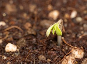 Small cannabis seedling closeup in soil