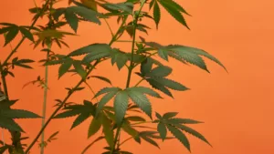 buy California cannabis seeds online