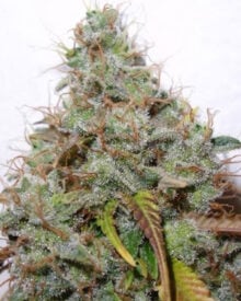 buy-premium-feminized-cannabis-White Berry