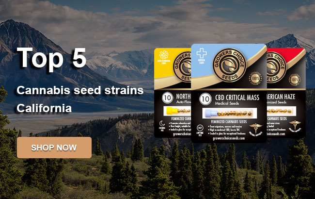 Top 5 Cannabis Seeds in California in 2022
