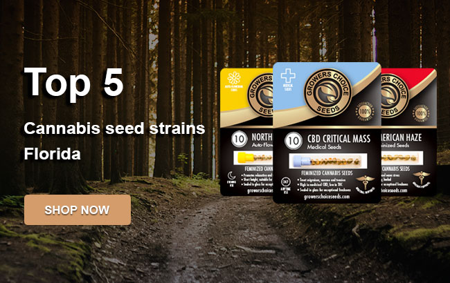 Top 5 Cannabis Seeds in Florida in 2022
