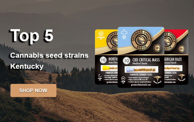 buy-top-cannabis-seeds-Kentucky