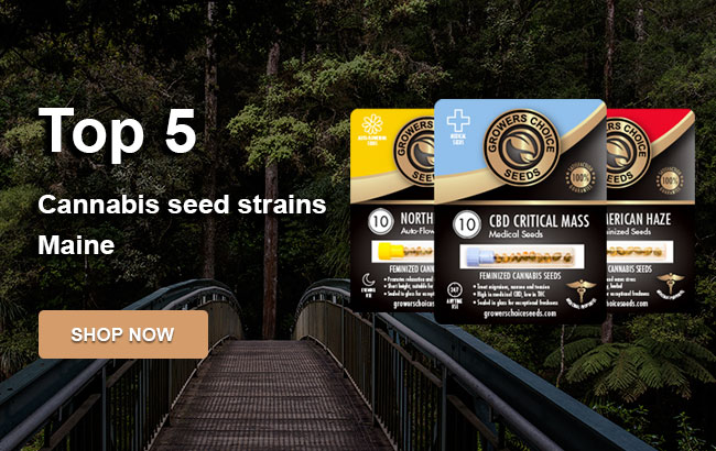 buy-top-cannabis-seeds-Maine